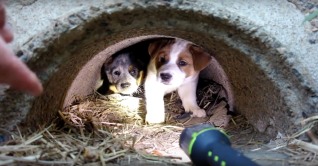 L'uomo-fa-una-promessa-alla-cagnolina-e-salva-i-suoi-3-cuccioli-che-erano-in-grave-difficoltà