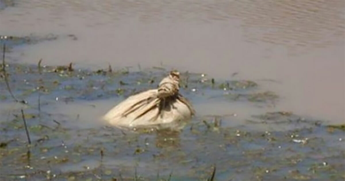 Notano un sacco di patate che galleggia nel fiume: dentro trovano 6 cuccioli