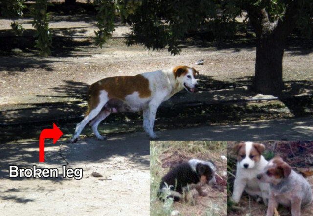 L'uomo-fa-una-promessa-alla-cagnolina-e-salva-i-suoi-3-cuccioli