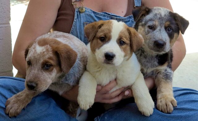 L'uomo-fa-una-promessa-alla-cagnolina-e-salva-i-suoi-3-cuccioli 2