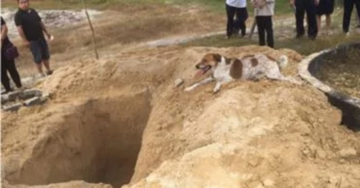 Cane corre per chilometri per assistere alla sepoltura del suo proprietario