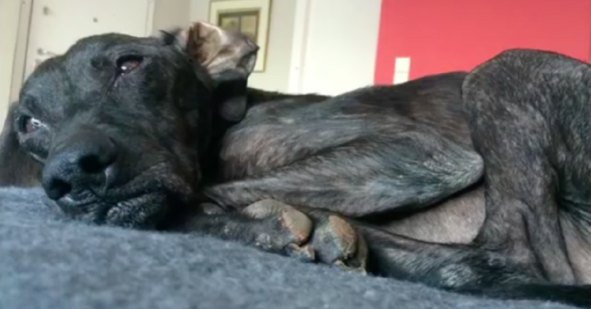 Cane aspetta 9 anni in un rifugio prima di trovare casa