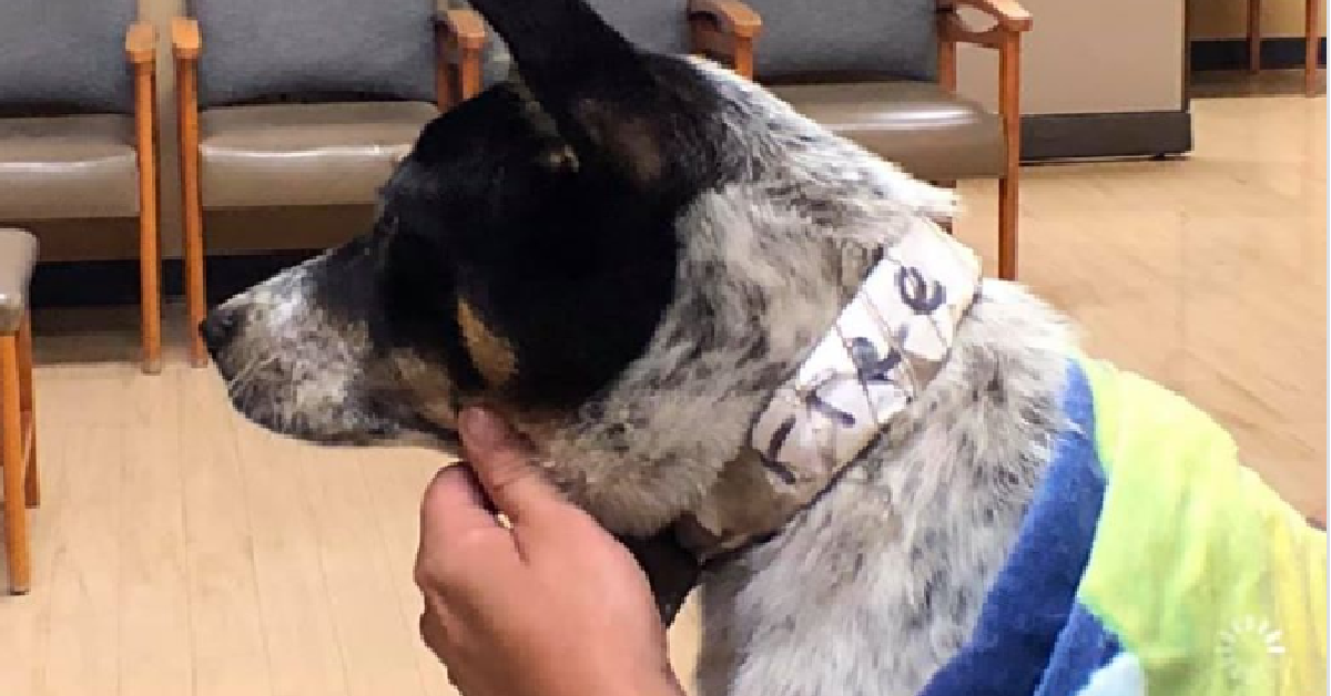 Il “cane libero” viene salvato