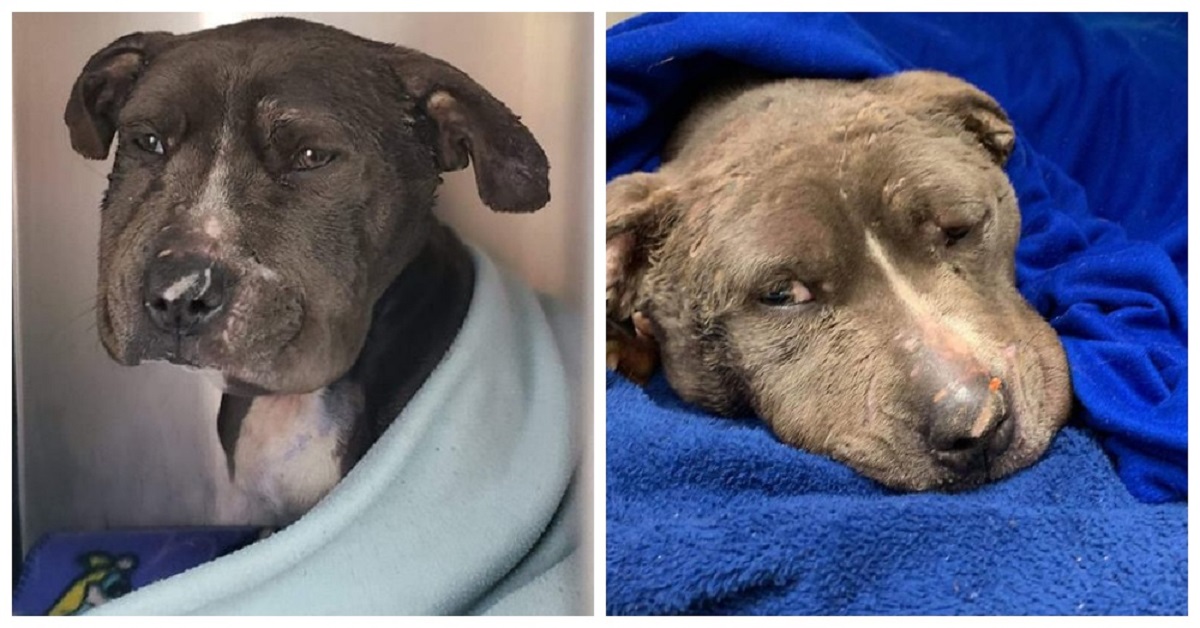 Cane da esca scaricato in un container fuori da un rifugio