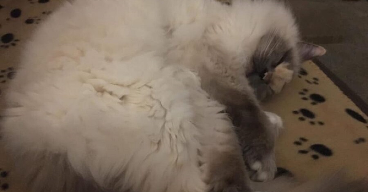 Nessuno voleva questa gattina per i segni particolari sul suo viso