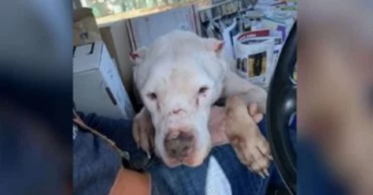 La storia dell’anziano e sordo cane, salvato dal postino