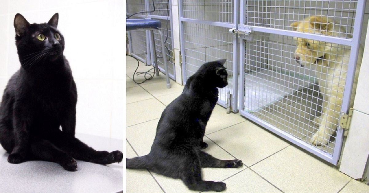 La storia di Lucifero, il gatto rimasto paralizzato a causa di un incidente