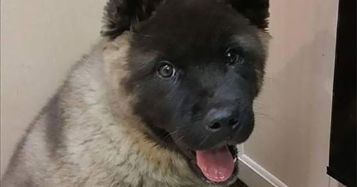 Cane soffre per 5 mesi senza che gli venga diagnosticata la malattia