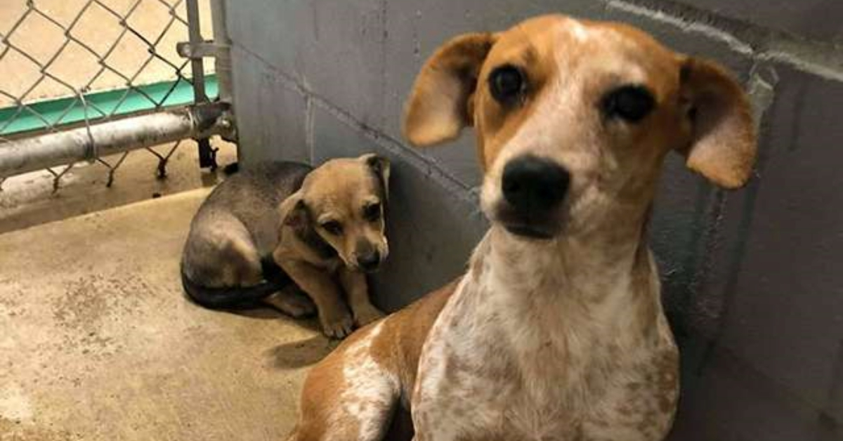 Mamma Sadie protegge il suo cucciolo con tutte le sue forze