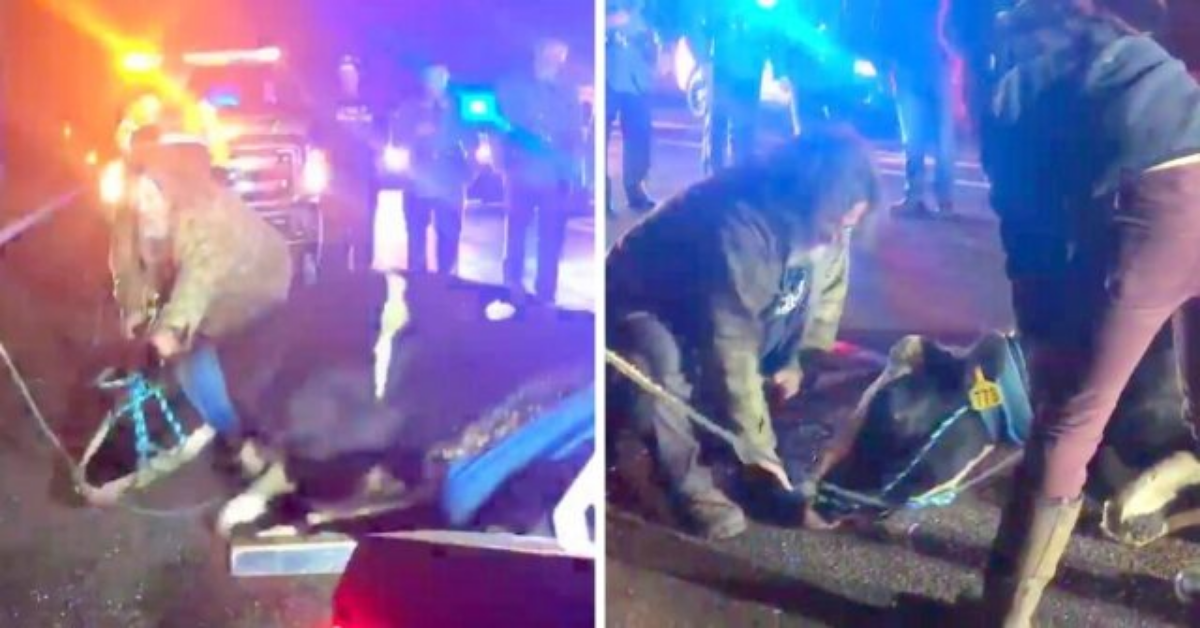 Mamma mucca si getta da un camion diretto al macello, per salvare il suo vitellino