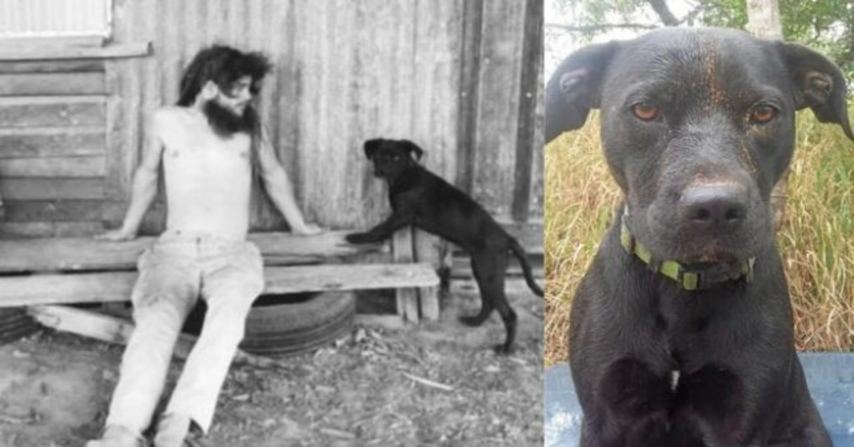 Merlyn, il cane scomparso è stato ritrovato