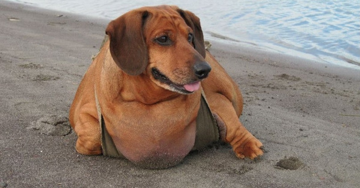 Ecco Obie, il bassotto obeso che ha perso il 50% del suo peso corporeo