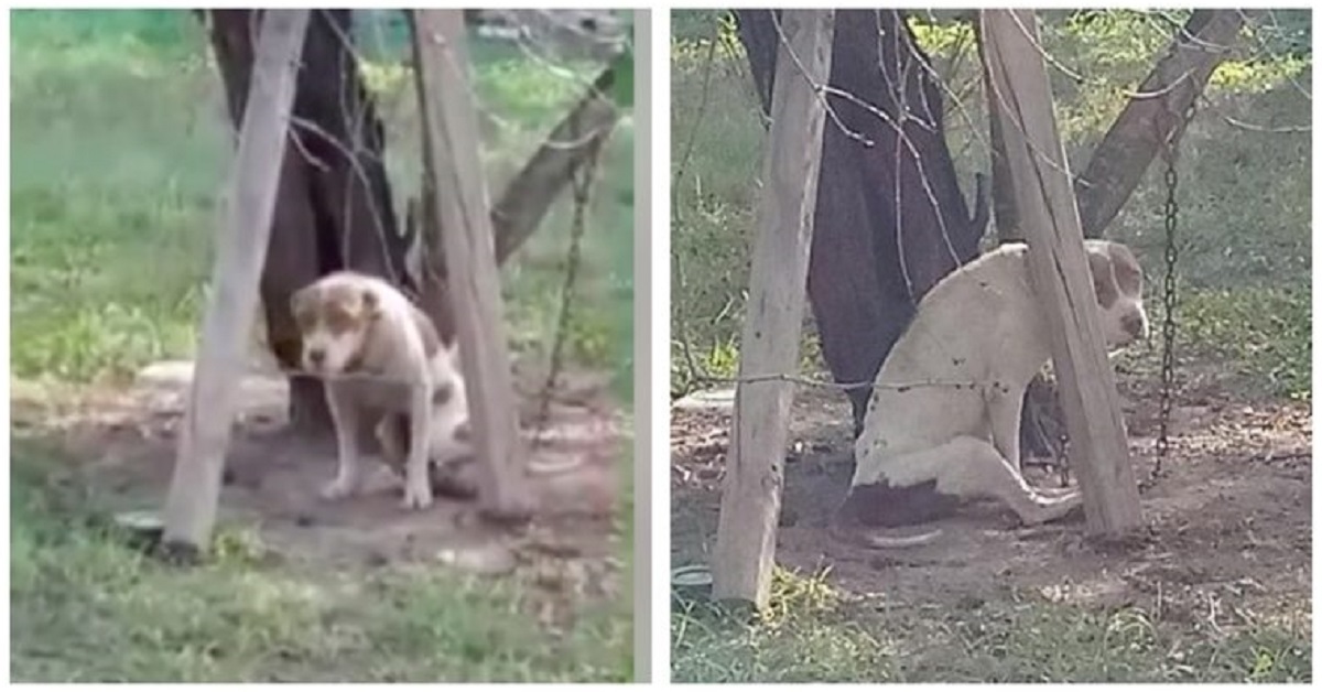 Un cane paralizzato e malnutrito viveva incatenato a un albero