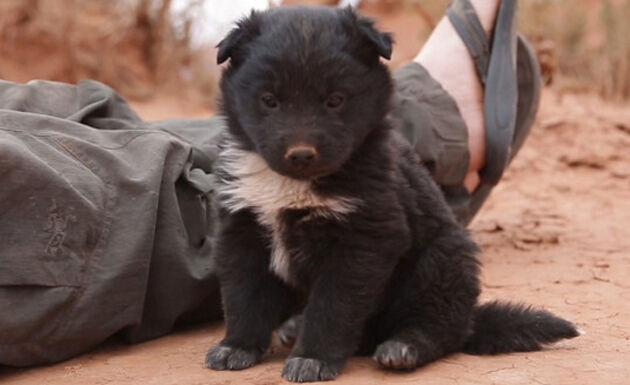 i-due-esploratori-salvano-il-cucciolo-abbandonato 1