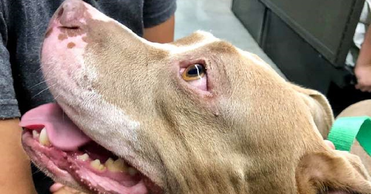 Pit Bull adottato posa per un servizio fotografico di maternità e aiutare i cuccioli a trovare casa