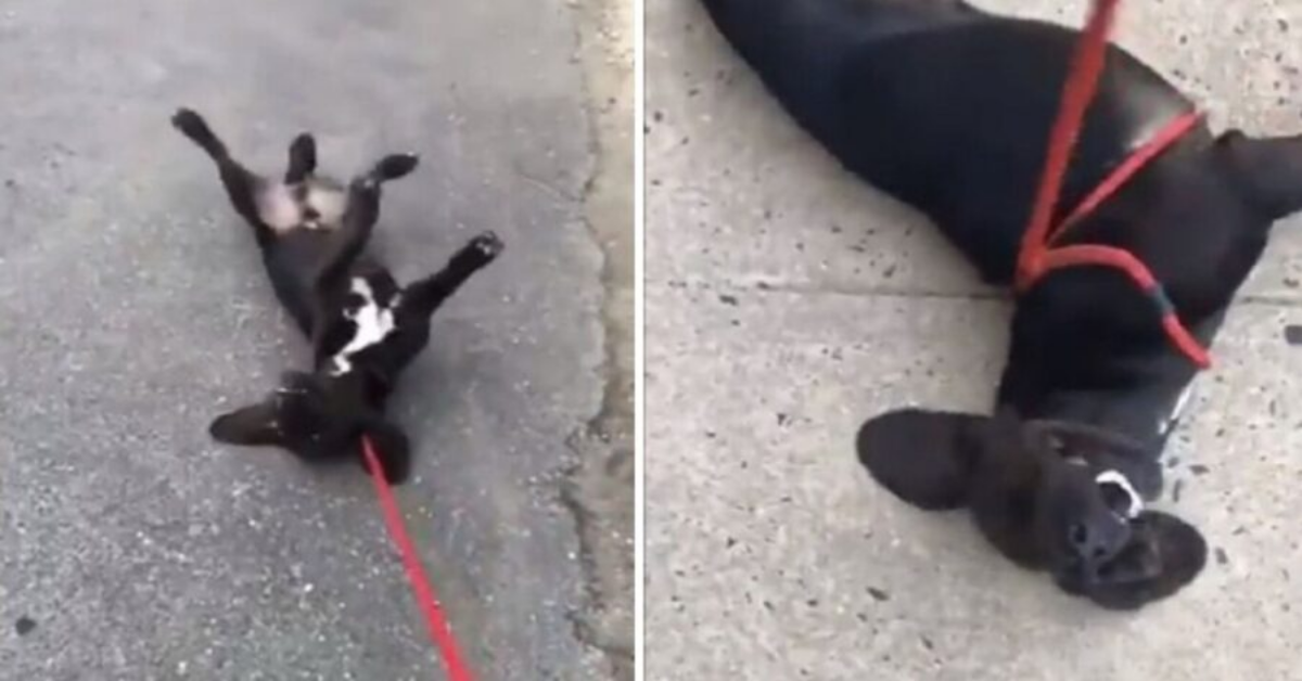 Cane si finge morto perché non vuol tornare a casa