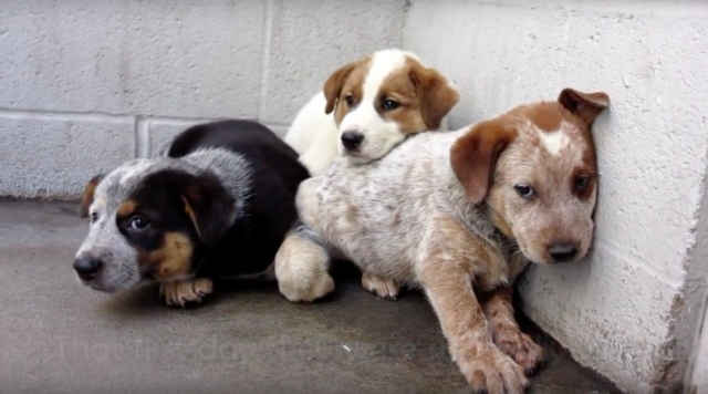 L'uomo-fa-una-promessa-alla-cagnolina-e-salva-i-suoi-3-cuccioli 1