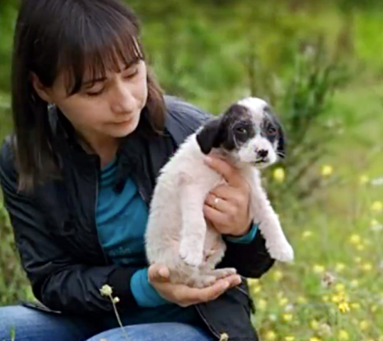 Angel-il-cucciolo-trovato-solo-e-triste-sul-ciglio-della-strada