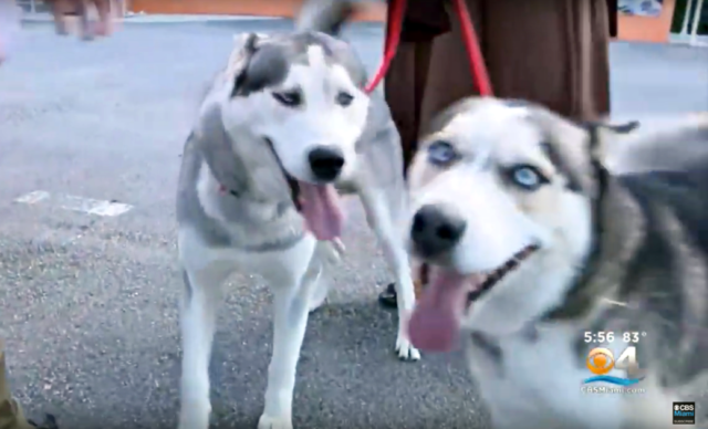 la-riunione-tra-Sandy-ed-i-suoi-due-husky