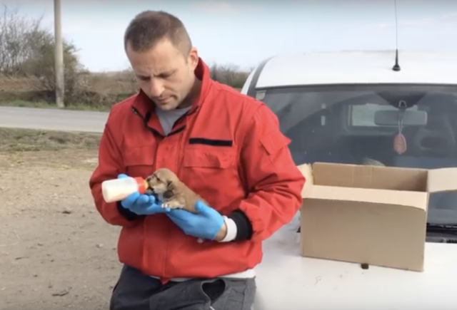 I-due-cuccioli-trovati-abbandonati-vicino-al-rifugio 1