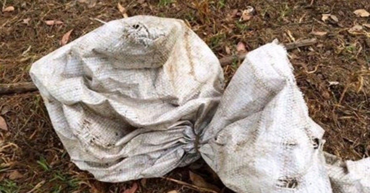 Il salvataggio di quattro cuccioli, abbandonati in un sacco e gettati in un campo