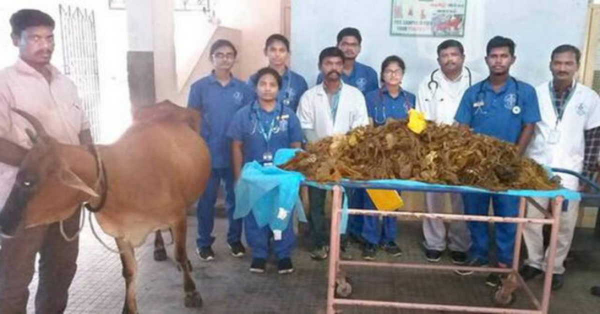 Veterinari salvano una mucca: nel suo stomaco 52 kg di plastica