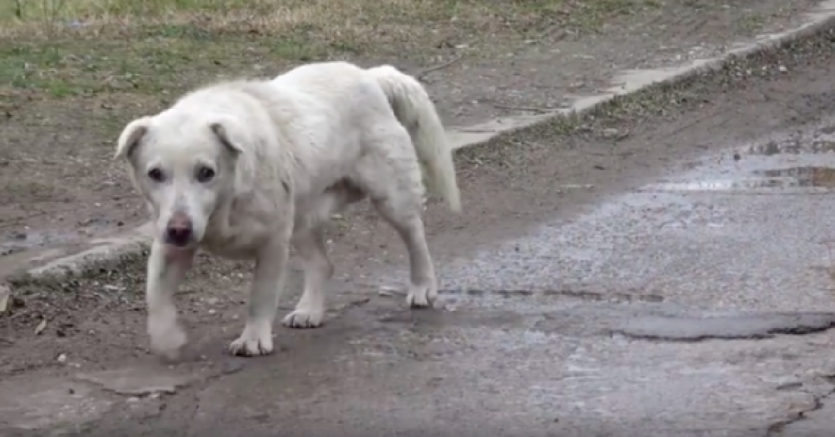 Il proprietario non lo vuole più, al cane si spezza il cuore