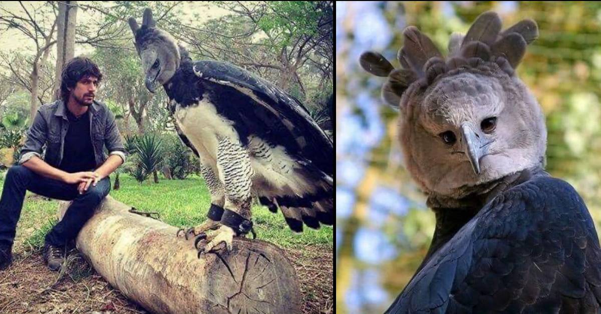 L’arpia è così grande che la gente pensa sia un essere umano vestito da uccello