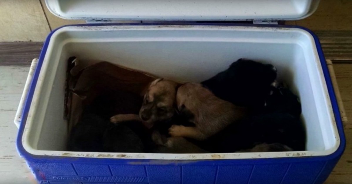 Nove cuccioli di 4 settimane sono stati rinchiusi in un frigorifero e abbandonati