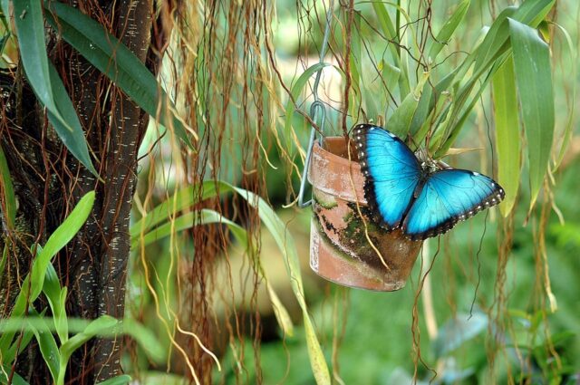 Lettera alla (mia) farfalla blu