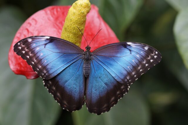 Lettera alla (mia) farfalla blu