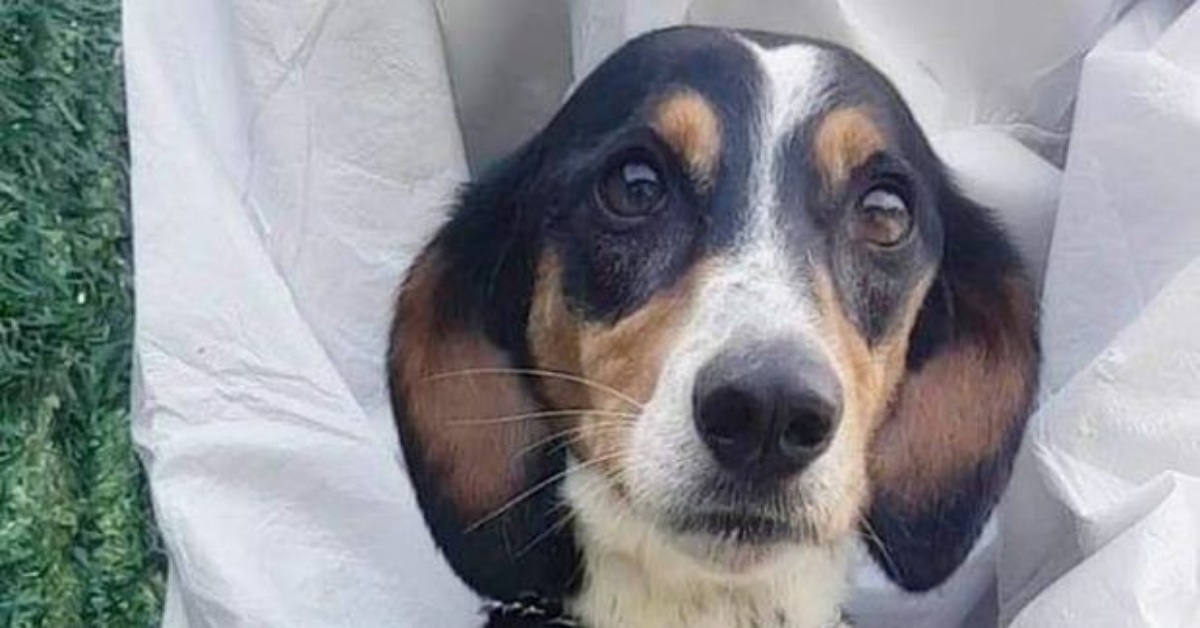 Abruzzo, cane eroe salva il suo proprietario da un ictus