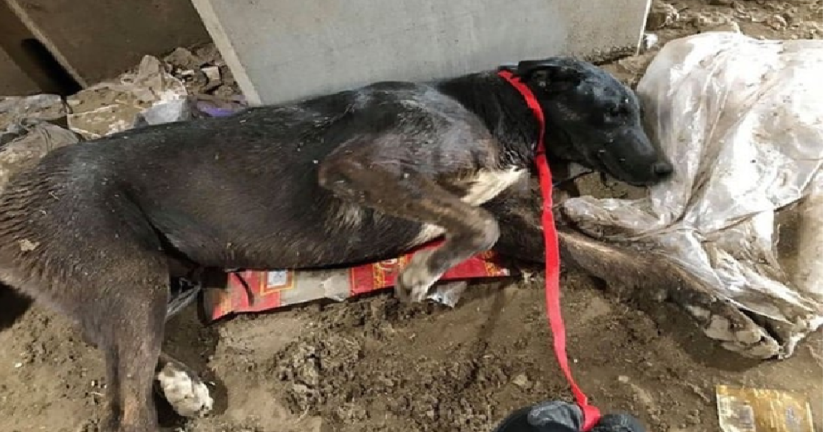 Buck, scaricato dal camion della spazzatura