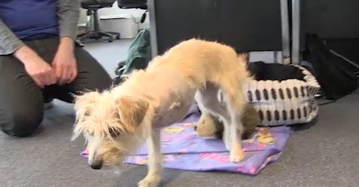 Cane buttato fuori dal balcone perché la famiglia pensava fosse brutto
