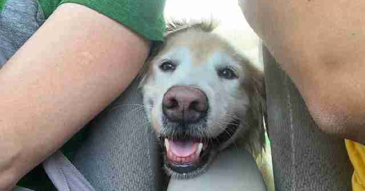 Cane trova un modo per calmarsi durante i fuochi d’artificio