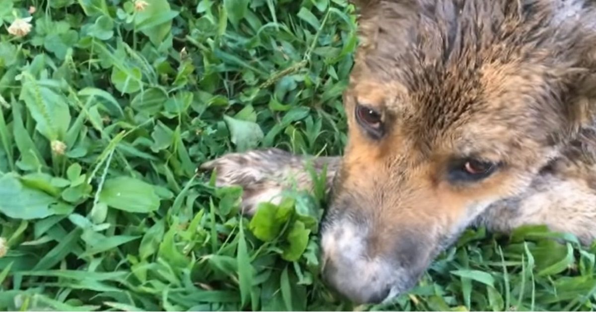 L’uomo trova il cane abbandonato ferito e corre ad aiutarlo