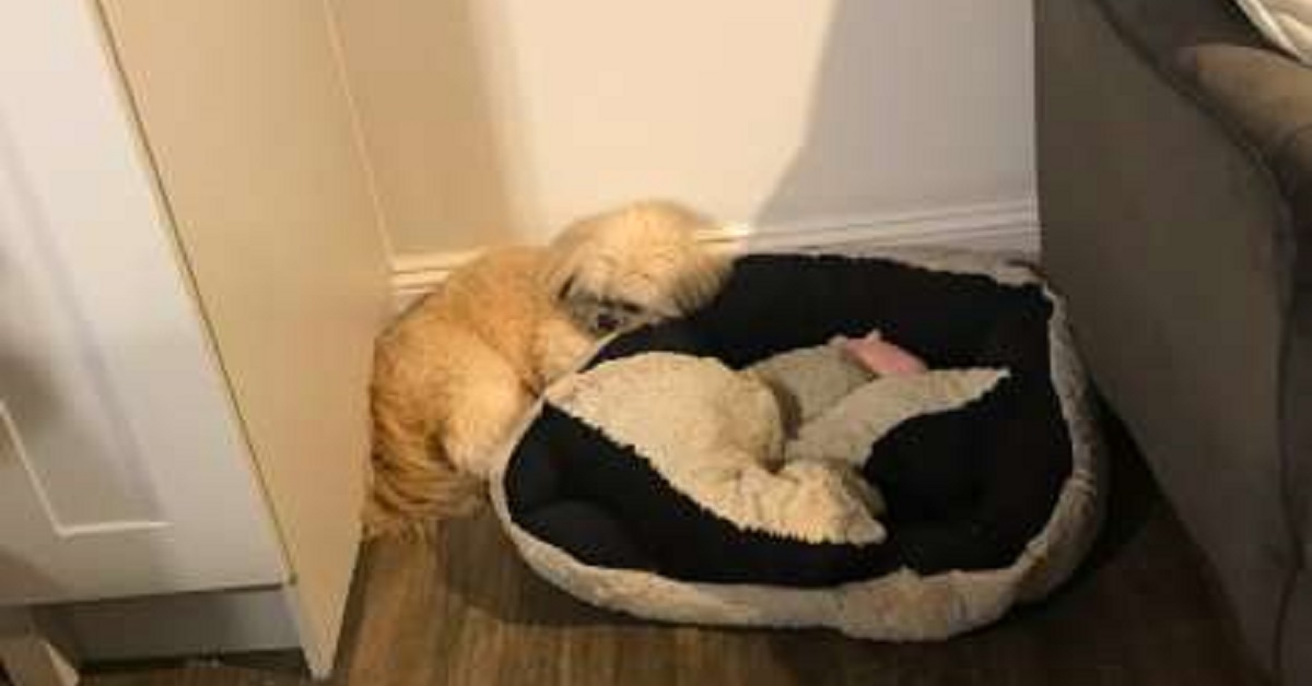 Il cane si rifiuta di dormire nel posto del suo migliore amico dopo che è morto
