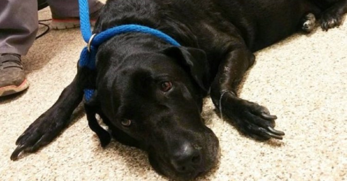 Veterinario viene sorpreso a dormire con un cane dopo l’intervento chirurgico