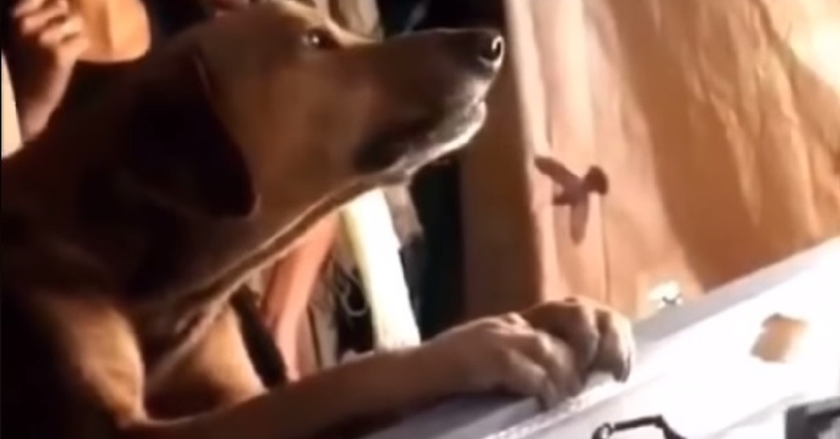 Il cane si dispera sulla bara del proprietario