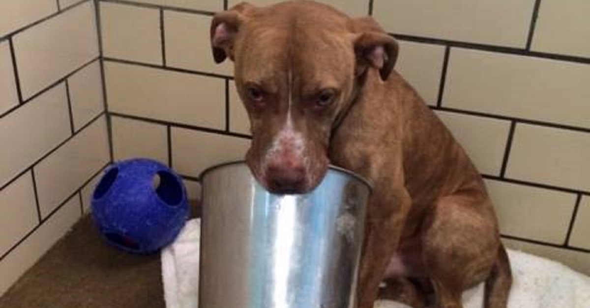 Cane abbandonato ha paura di tutto, ma trova conforto in un secchio