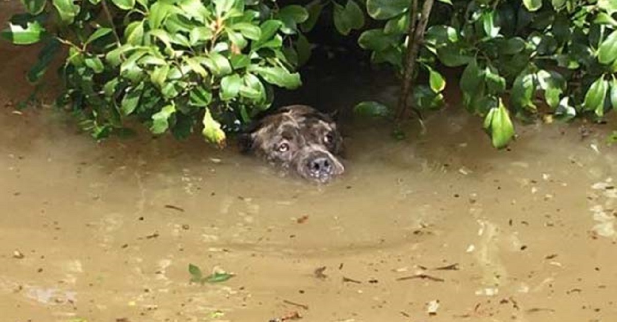 Aveva perso ogni speranza, ma il cane è stato salvato prima di affogare