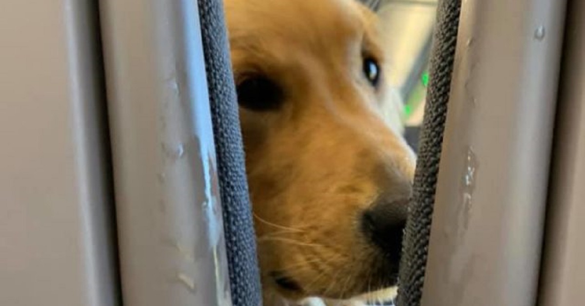 In aereo il cucciolo si annoiava così ha deciso di intrattenere gli altri passeggeri