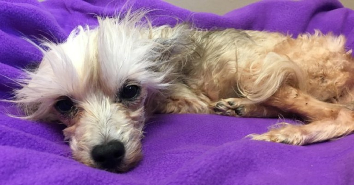 38 cani salvati da condizioni disastrose dormono su coperte morbide per la prima volta