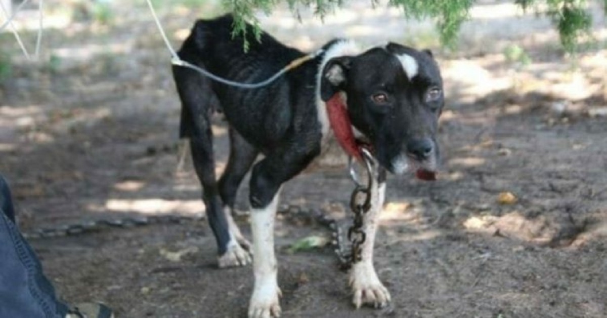 Salvano cane da combattimento: riesce a malapena a tenere su la testa