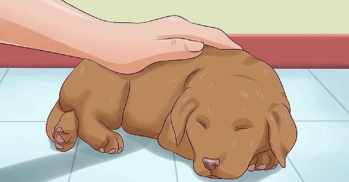 I cani non attaccano senza motivo: la colpa è sempre dell’uomo