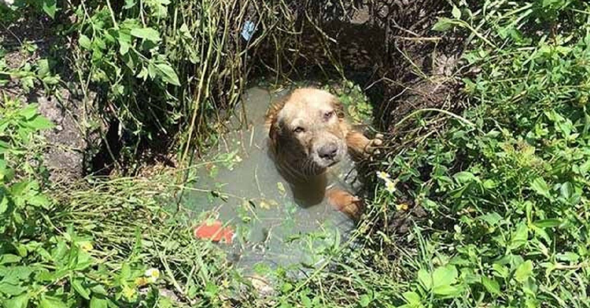 Polizia adotta un cane salvato in Florida da una fossa biologica