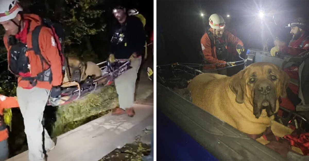 Cane enorme era troppo stanco per scendere giù dalla montagna