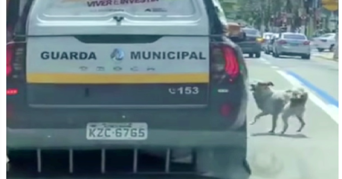 La poliziotta e il cane