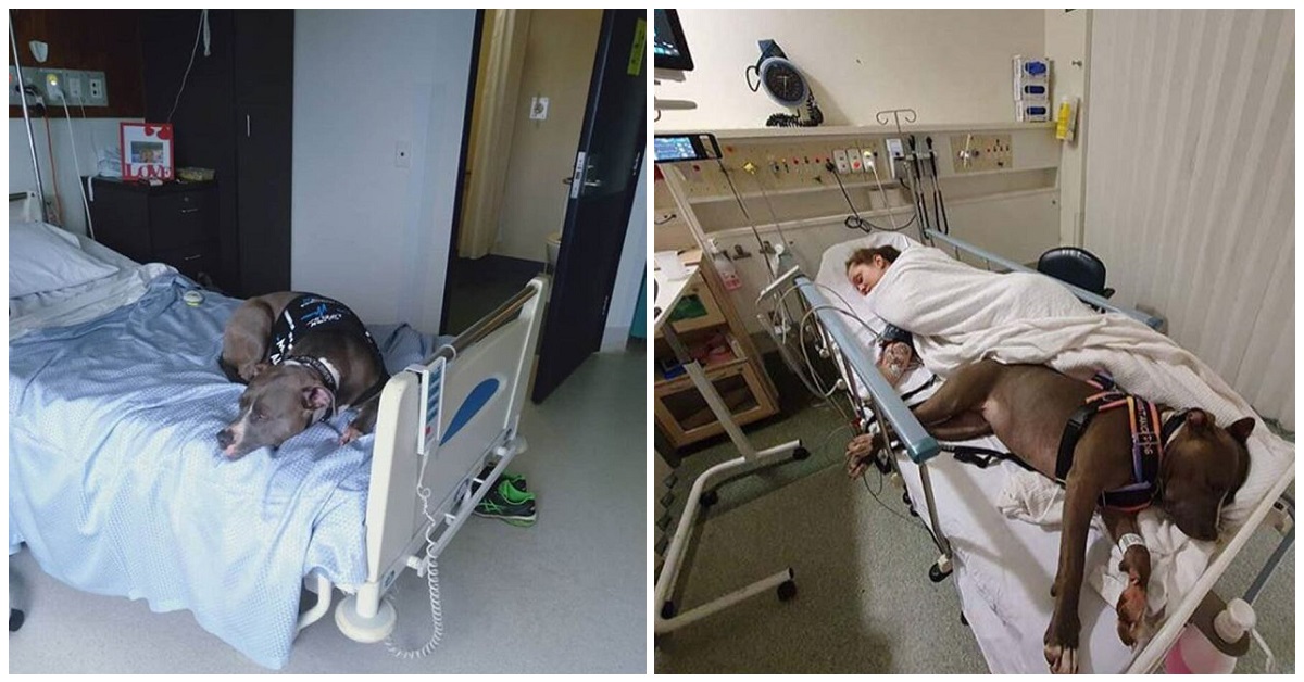 Cane si rifiuta di lasciare la stanza della sua mamma in ospedale dopo averle salvato la vita