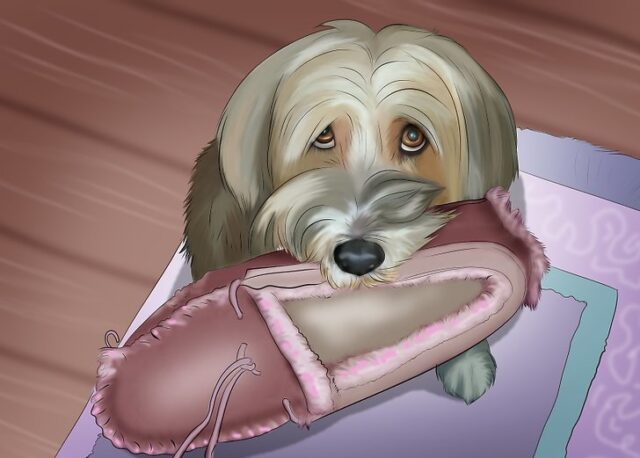 cane-pantofola